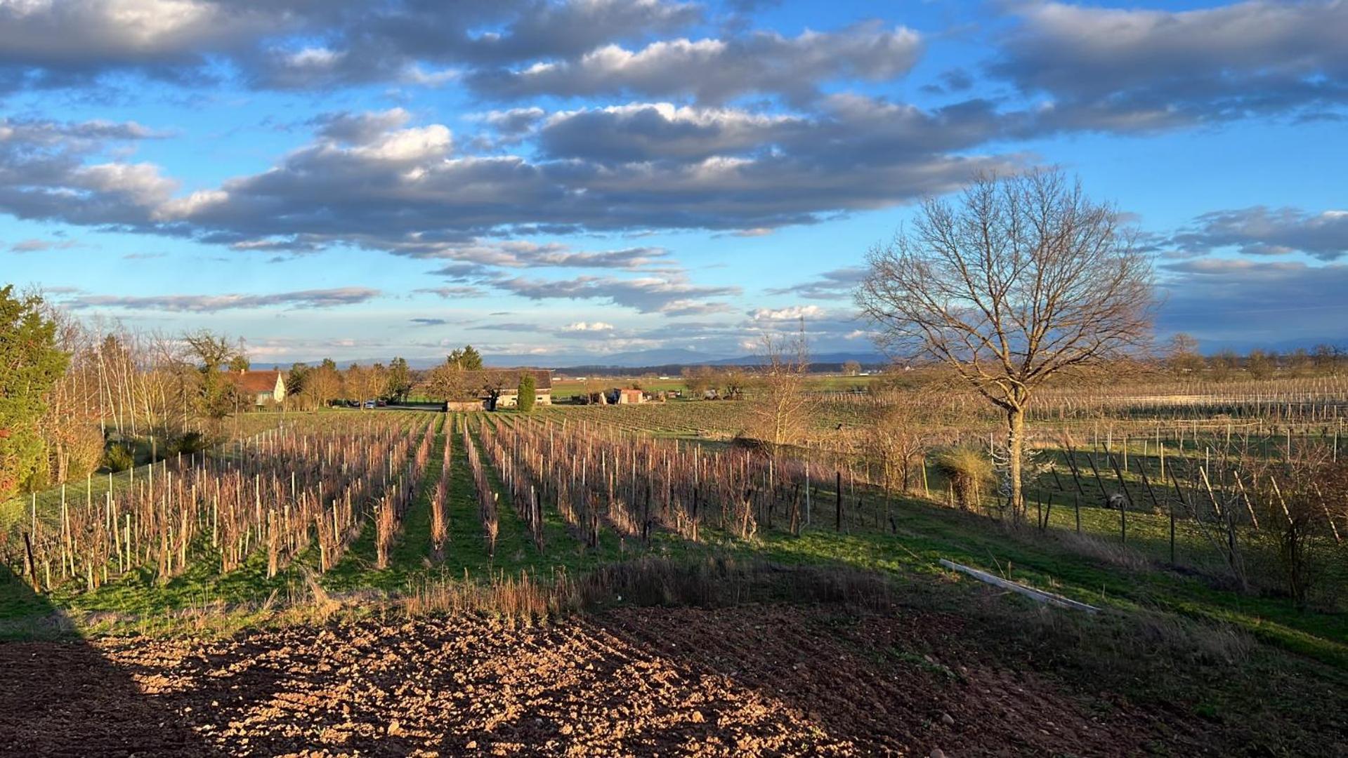 Oasis Tout Confort A Bergheim, Alsace Zewnętrze zdjęcie