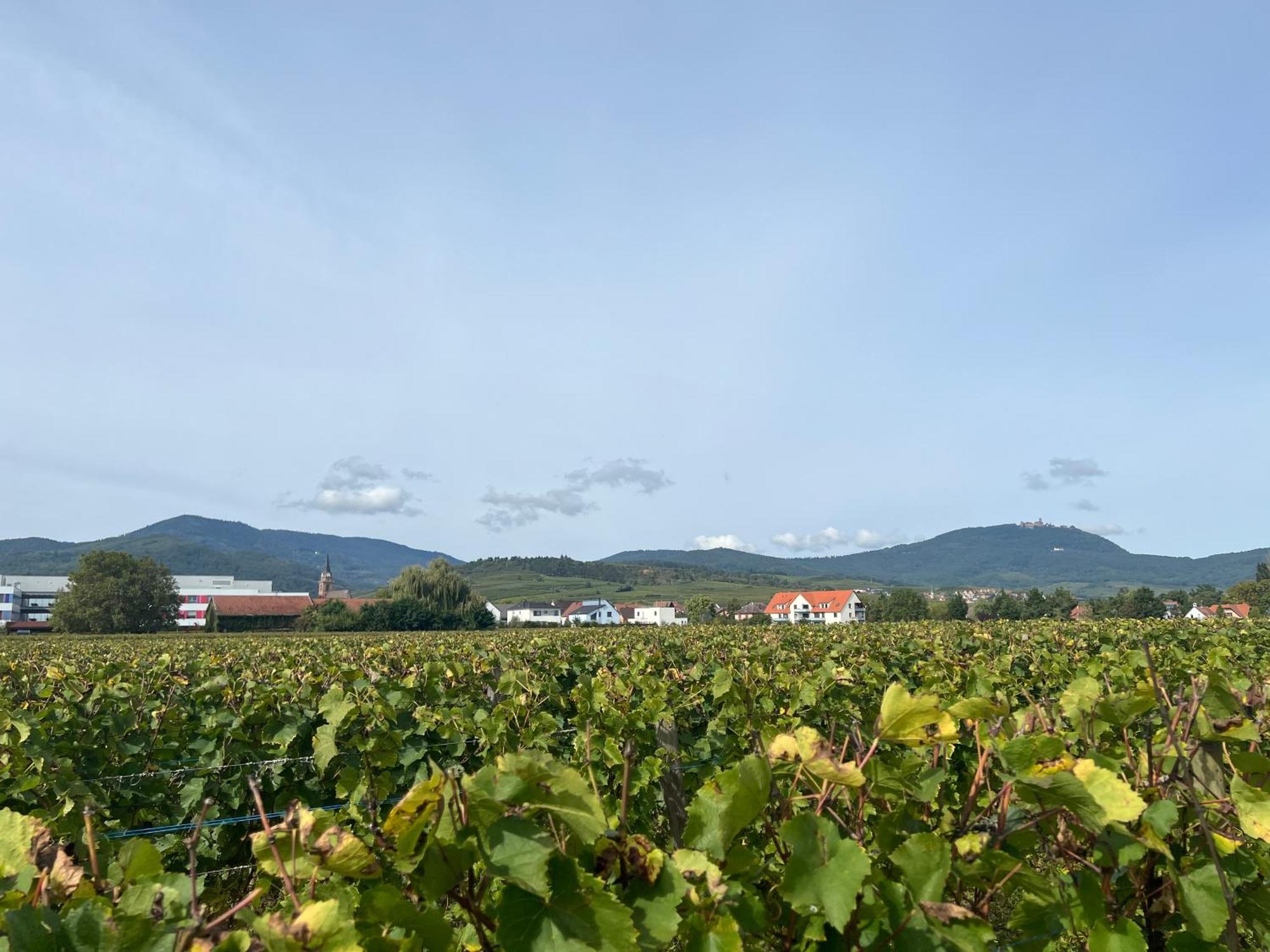 Oasis Tout Confort A Bergheim, Alsace Zewnętrze zdjęcie